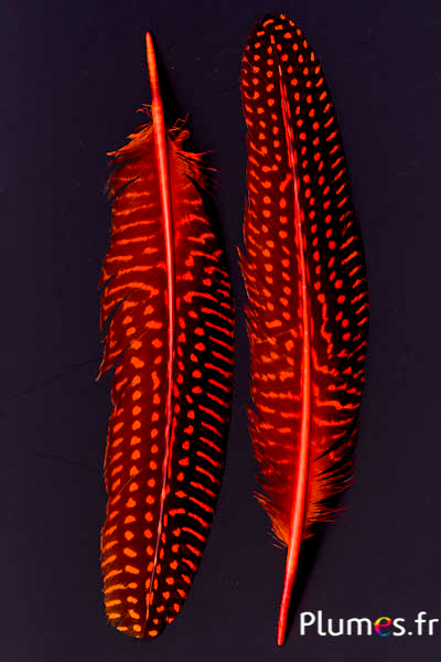 Pintade - 16-20 cm - orange sanguin